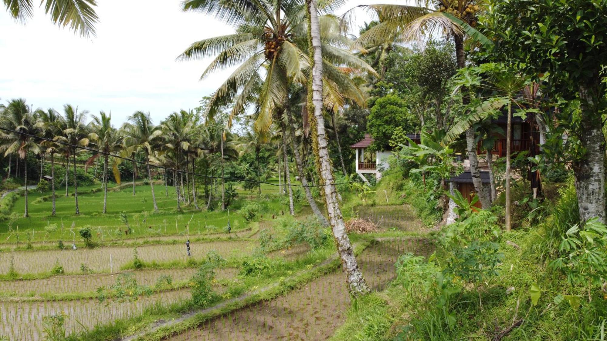 Nea Cottage Lombok Tetebatu Εξωτερικό φωτογραφία